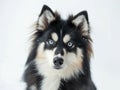 Adorable Pomsky with Striking Blue Eyes in Studio Royalty Free Stock Photo