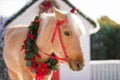 Adorable pony with festive wreath near the small wooden house and snow-covered trees. New Year and Christmas time Royalty Free Stock Photo