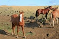 Adorable pony of wild horse group grazing in the meadow of Easter island, Chile