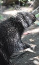 Adorable porcupine reaching for leaves off a low tree Royalty Free Stock Photo