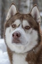 Adorable portrait of amazing healthy adult brown and white siberian husky dog on the winter forest background. Royalty Free Stock Photo