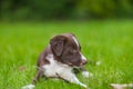 Border collie dog in a spring meadow. Cute puppy portrait, green lush with sunlight Royalty Free Stock Photo