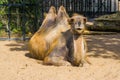 Adorable portrait of a bactrian camel, popular zoo animal
