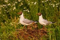 Adorable portrait of black-headed gull family nesting by the wild chamomile Royalty Free Stock Photo