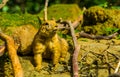 Adorable portrait of a black tailed prairie dog in closeup, cute and popular pet, tropical rodent specie from America Royalty Free Stock Photo