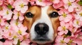 Adorable portrait capturing the charm of a dog\'s face framed by a vibrant array of pink flowers