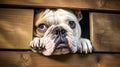 Adorable portrait capturing the charm of an English Bulldog peeking curiously through a gap in a rustic wooden fence