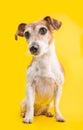 Adorable portrait of cute dog JAck Russell terrier sitting on yellow background. Lovely pet face portrait in full growth