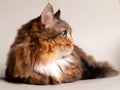 Adorable portrait of a domestic cat. Multi-colored long-haired fluffy cat with green eyes. Ginger adult cat