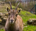 Adorable portrait of a female alpine ibex face, Wild goat from the mountains of europe