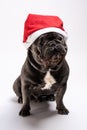Adorable portrait of a french bulldog wearing a Santa Claus hat