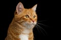 Gorgeous Ginger Cat on Isolated Black background Royalty Free Stock Photo