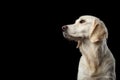 Golden retriever on isolated background