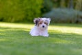 Adorable havanese maltese puppy backyard portrait