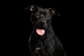 Portrait of Pitbull Dog Isolated on Black Background Royalty Free Stock Photo