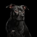 Portrait of Pitbull Dog Isolated on Black Background