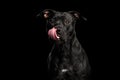 Portrait of Pitbull Dog Isolated on Black Background Royalty Free Stock Photo