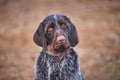 Adorable portrait of shorthaired pointer dog.
