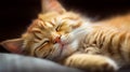 Adorable portrait of a sleeping ginger cat