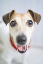 Adorable portrait of smiling silly happy dog in red stylish accessory Kerchief scarf.