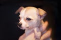 Adorable portrait of a tiny golden brown puppy chihuahua