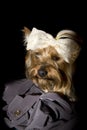 Adorable portrait of a toy Yorkshire terrier