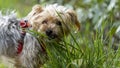 Adorable portrait of a young blond Yorkshire Terrier dog, chewing grass