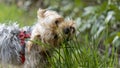 Adorable portrait of a young blond Yorkshire Terrier dog, chewing grass