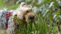Adorable portrait of a young blond Yorkshire Terrier dog, chewing grass