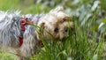 Adorable portrait of a young blond Yorkshire Terrier dog, chewing grass