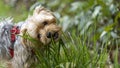 Adorable portrait of a young blond Yorkshire Terrier dog, chewing grass