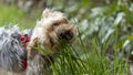 Adorable portrait of a young blond Yorkshire Terrier dog, chewing grass