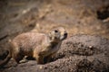 Adorable Prairie dog standing on the top of a burrow observing the area, north american wildlife Royalty Free Stock Photo