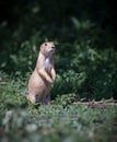 Adorable prairie dog stands Royalty Free Stock Photo