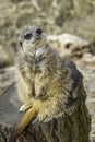 Adorable pregnant meerkat