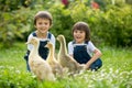 Adorable preschool children, boy brothers, playing with little d