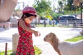 Adorable preschool girl wear face masks to prevent the spread of the virus. Cute child feeds the goats with love.