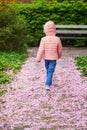 Adorable preschooler girl walking in cherry blossom garden, path is covered by pipnk fallen petals and flowers Royalty Free Stock Photo