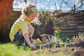 Adorable preschooler girl in yellow cardigan planting flowers in spring sunny garden