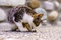 Undomesticated white and grey cat