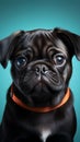 Adorable pug dog posing on blue background for mockup.