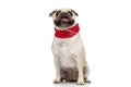 Adorable pug dog sticking his tongue out Royalty Free Stock Photo