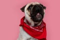 Adorable pug dog yawning, wearing a red bandana Royalty Free Stock Photo