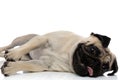 Adorable pug panting and laying down on a side Royalty Free Stock Photo