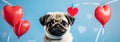 Adorable pug portrait on blue background with red heart balloons, small sad dog with big eyes banner