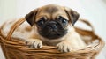 Adorable Pug Puppy in Basket, Studio Shot Royalty Free Stock Photo