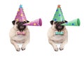 Adorable pug puppy dog hanging with paws on blank banner, wearing colorful birthday party hat and blowing horn Royalty Free Stock Photo