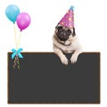 Adorable pug puppy dog hanging with paws on blank sign with balloons and wearing pink party hat, on white background Royalty Free Stock Photo