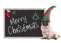 Adorable pug puppy dog wearing an elf hat, sitting next to blackboard sign with text merry christmas, on white background