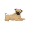 Adorable pug puppy with shiny eyes lying isolated on white background. Small dog with wrinkled muzzle. Flat vector